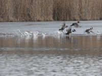 Hooded mergansers taking flight from main pond, 3 (Jan 2018)
