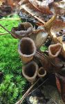 Horn of plenty mushroom