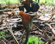 Horn of plenty mushroom (Aug 2017)