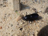 Horned passalus beetle near Headquarters (Jun 2020)