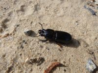 Horned passalus beetle near Headquarters (Jun 2020)