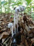 Indian pipe anther (Jun 2016)