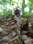 Indian pipe anther (Jun 2016)