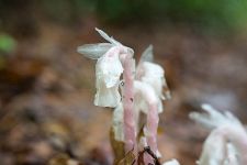 Indian pipe plant, photo by Cliff Compton (Oct 2016)