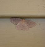 Juniper geometer moth at Headquarters (May 2020)