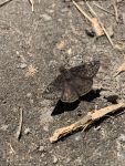 Juvenal's duskywing butterfly, Unexpected Wildlife Refuge photo