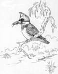 Kingfisher drawing by Hope Sawyer Buyukmihci