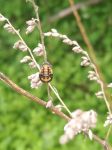 Ladybug pupa (May 2019)