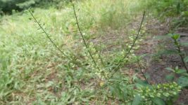 Least pepperwort near Miller House (Jul 2019)