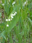 Lily of the valley near Miller House (May 2020)
