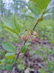 Lowbush blueberry, Unexpected Wildlife Refuge photo