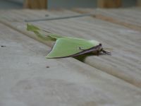 Luna moth, male, at Headquarters (May 2020)