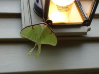 Luna moth, male, on light fixture at Headquarters (May 2020)