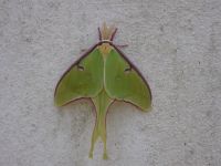 Luna moth male at Miller House (Apr 2020)