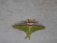 Male Luna moth at Miller House, Unexpected Wildlife Refuge photo