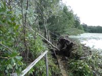 Uprooted tree on main pond, Unexpected Wildlife Refuge photo