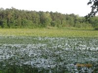 Main pond with abundant lily pad growth, Unexpected Wildlife Refuge photo by Dave Sauder