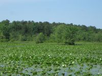 Main pond and water lilies, photo by Dave Sauder