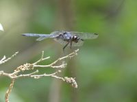 Male slaty skimmer dragonfly at Miller Pond (Aug 2020)