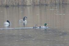 Mallard ducks and canada geese on main pond (Mar 2017)