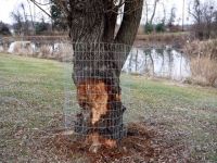 Tree wrapped with wire to prevent beaver 'damage'