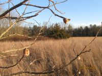 Mantis egg cases on tree at edge of field, photo by Dave Sauder (Mar 2020)