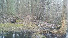 Mink sequence near Bluebird Trail (1), trail camera photo (Feb 2020)