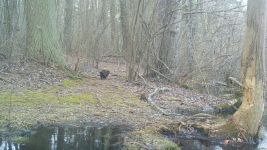 Mink sequence near Bluebird Trail (2), trail camera photo (Feb 2020)