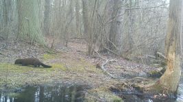 Mink sequence near Bluebird Trail (3), trail camera photo (Feb 2020)