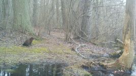 Mink sequence near Bluebird Trail (5), trail camera photo (Feb 2020)