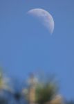 Moon over pines, Unexpected Wildlife Refuge photo