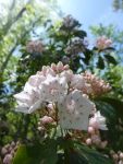 Mountain laurel flowering along Cedar Bridge Trail (May 2020)