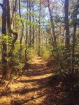 Mountain laurel trail, Unexpected Wildlife Refuge photo