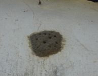 Mud dauber wasp nest at Miller House (May 2020)