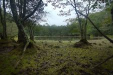 Muddy Bog, courtesy Cliff Compton