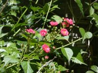 Multiflora rose, var cathayensis, flowering near Headquarters (Jun 2020)