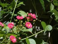 Multiflora rose, var cathayensis, flowering near Headquarters (Jun 2020)