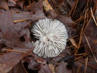 View under mushroom cap, Unexpected Wildlife Refuge photo