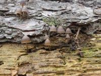 Mushrooms on downed pine tree, Unexpected Wildlife Refuge photo