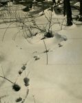 Muskrat tracks in the snow, photo by Hope Sawyer Buyukmihci (winter 1966)