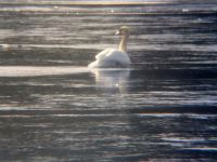 Mute swan on main pond, Unexpected Wildlife Refuge photo