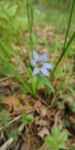 Narrow-leaf blue-eyed grass, Unexpected Wildlife Refuge photo