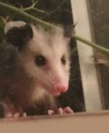 Opossum baby on cabin window, Unexpected Wildlife Refuge photo