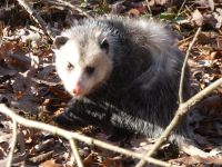 North American opossum in Bluebird Field, Unexpected Wildlife Refuge photo