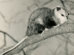 Opossum in tree, photo by Cavit Buyukmihci (1971)