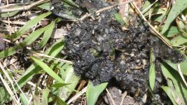 North American river otter scat on main pond dike (May 2019)