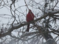 Northern cardinal in tree (Feb 2019)