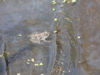 Northern cricket frog 1 in Miller Pond (Apr 2020)