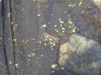 Northern cricket frog 2 in Miller Pond (Apr 2020)