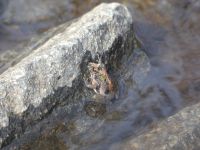 Northern cricket frog in Miller Pond, Unexpected Wildlife Refuge photo